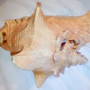 Natural Pink Seashell Decorative Accent